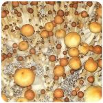 Псилоцибиновые (галлюциногенные)  грибы Psilocybin "Golden Teacher" в Тамбове