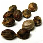 Семена марихуаны АК-47  (Seeds AK-47) в Тамбове